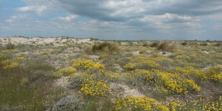 Découverte des dunes de la Réserve nationale de Camargue, entre paysages, flore et faune