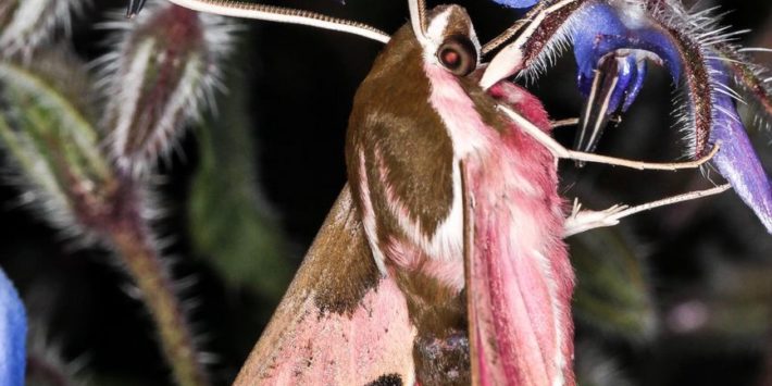 Sortie Nature « Soirée papillons de nuit » à La Font Chaude