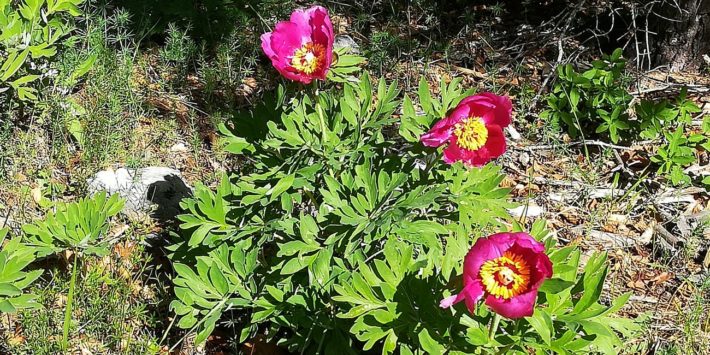 Sortie Nature : Les pivoines et la flore de la crête de Fontfreye