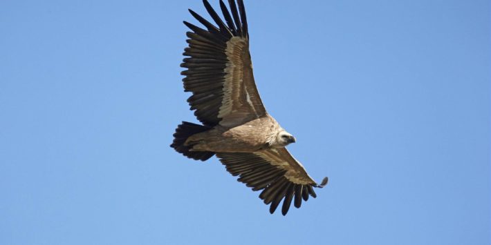 À la découverte des vautours dans le Parc national du Mercantour